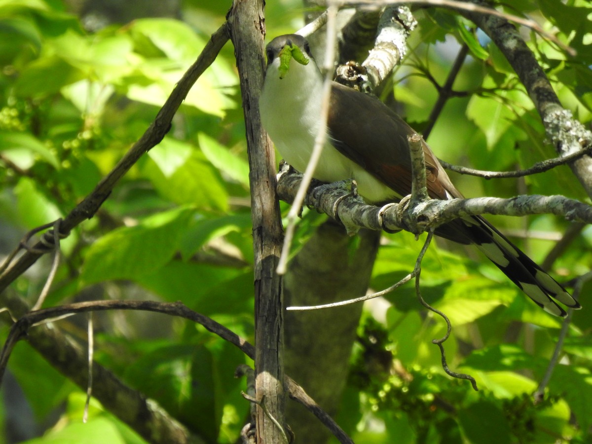 Yellow-billed Cuckoo - ML620317639