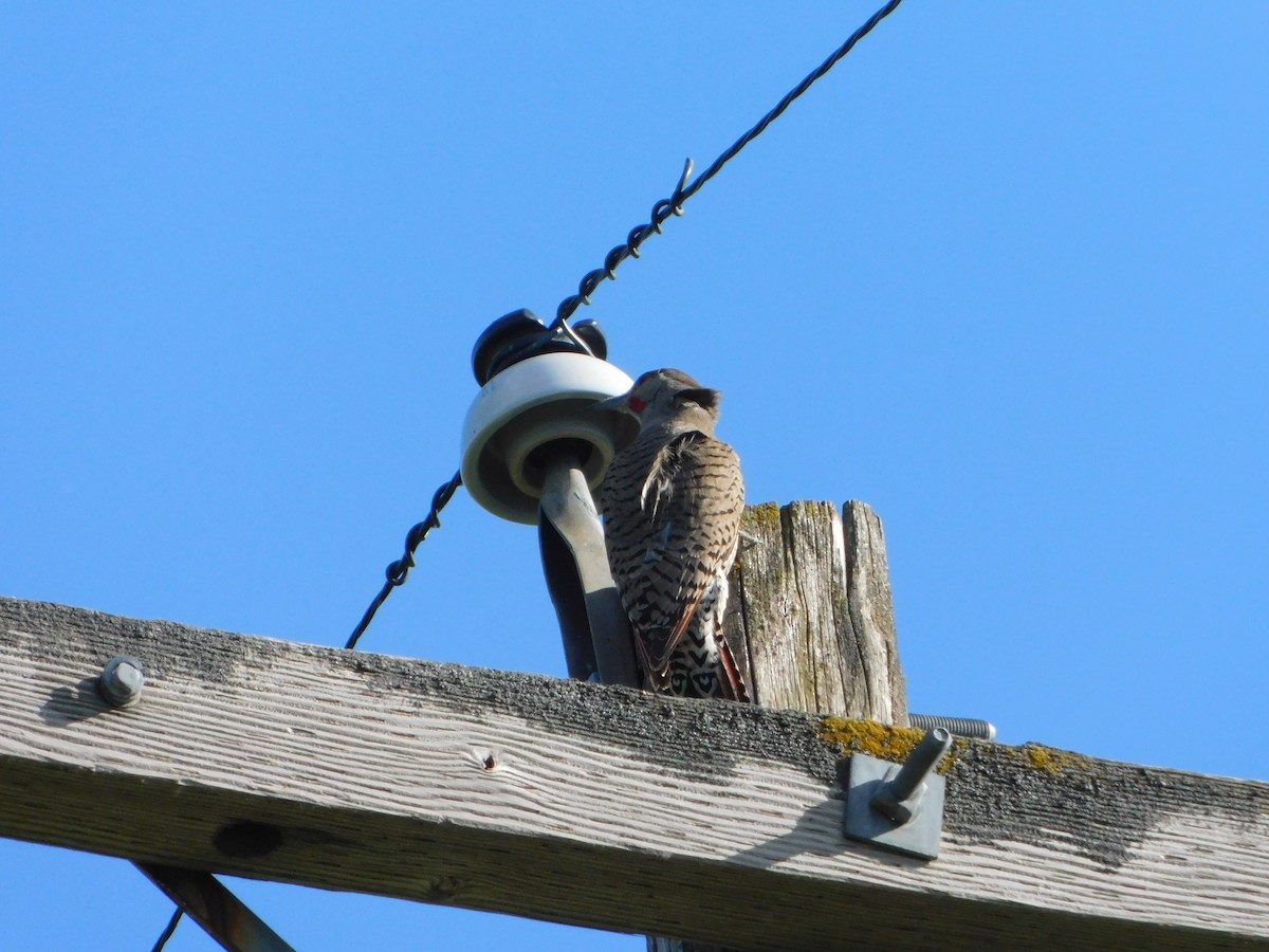 Northern Flicker (Red-shafted) - ML620317646