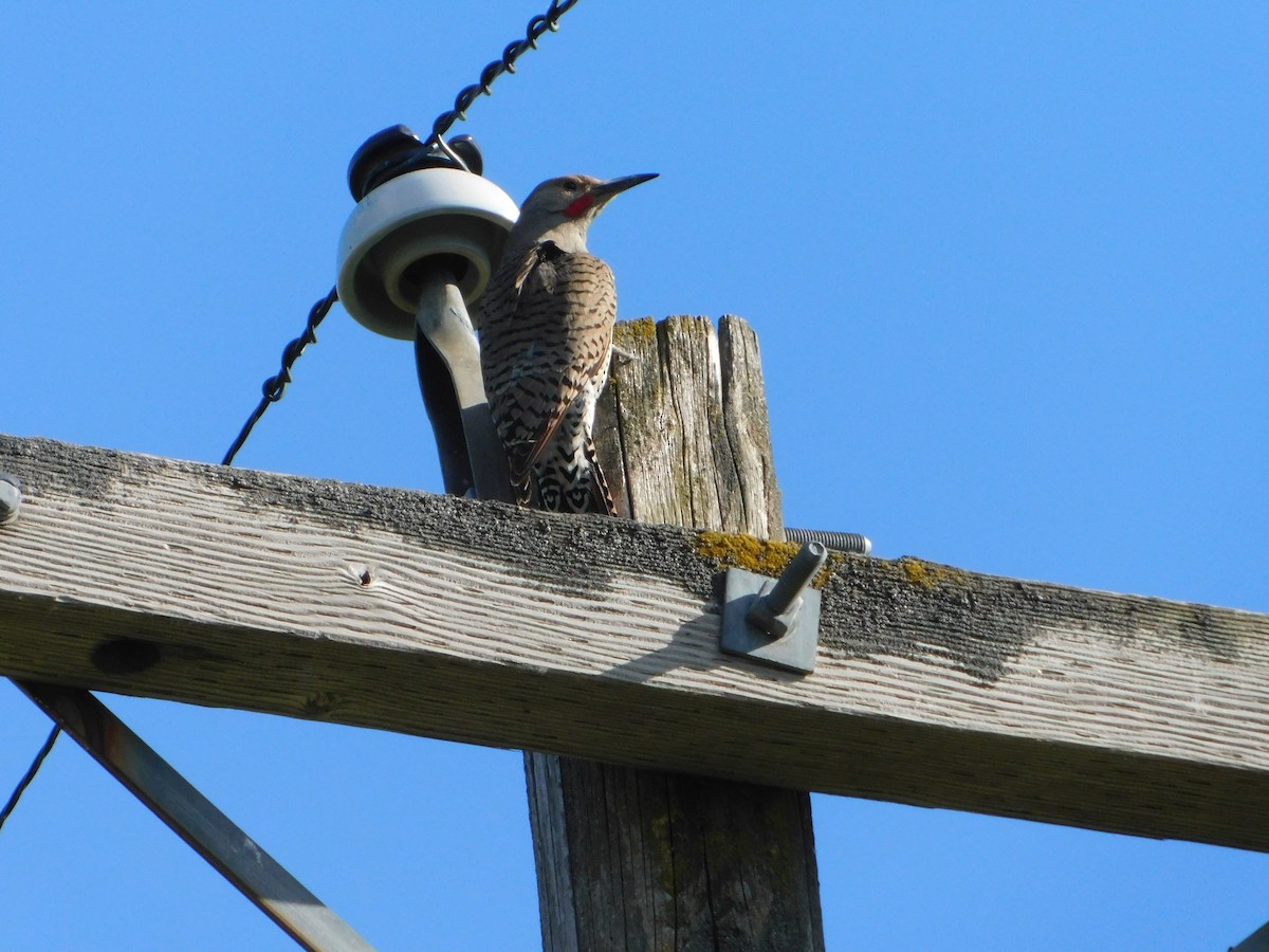 Northern Flicker (Red-shafted) - ML620317649