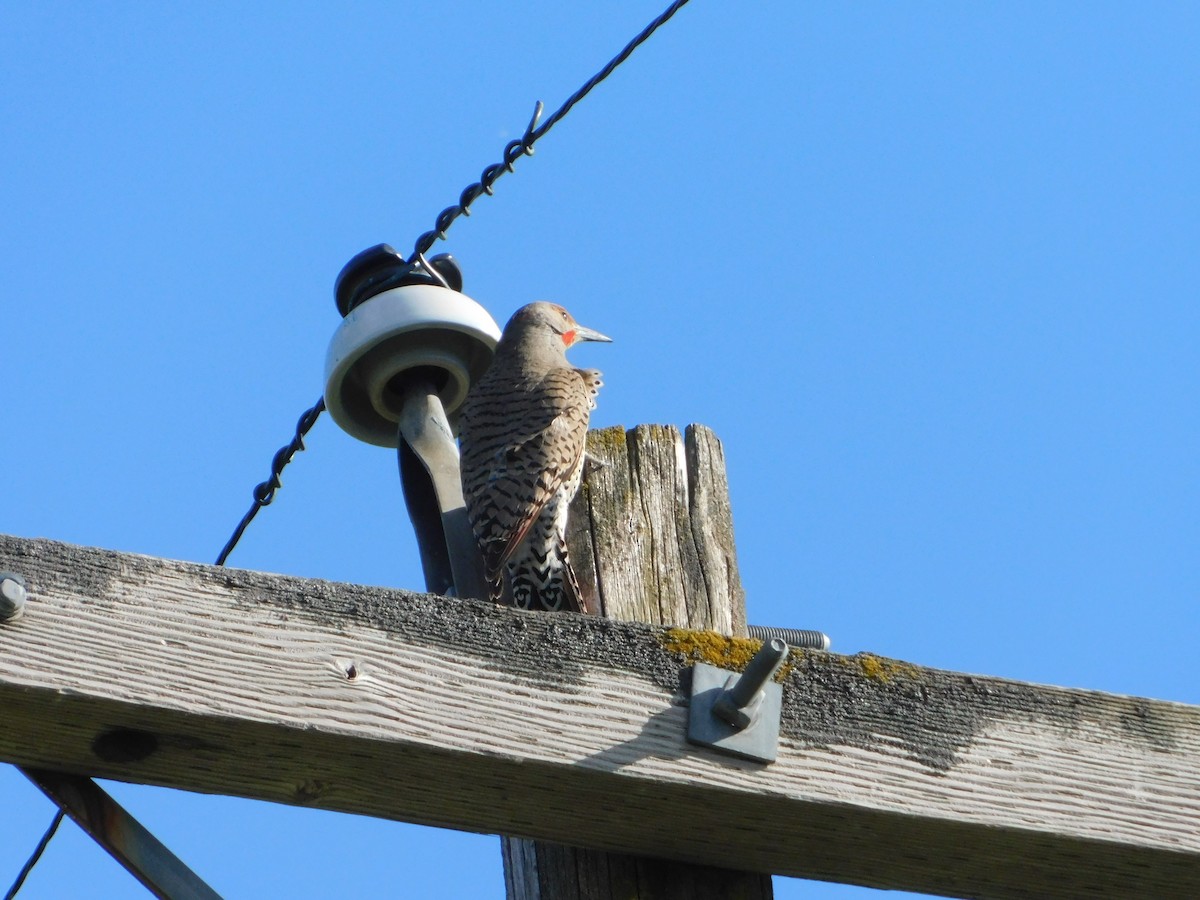 Northern Flicker (Red-shafted) - ML620317655