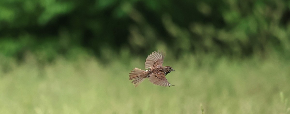 Song Sparrow - ML620317657