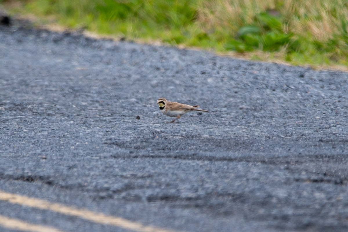 Horned Lark - ML620317664