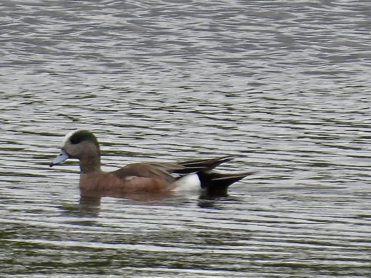 Canard d'Amérique - ML620317666