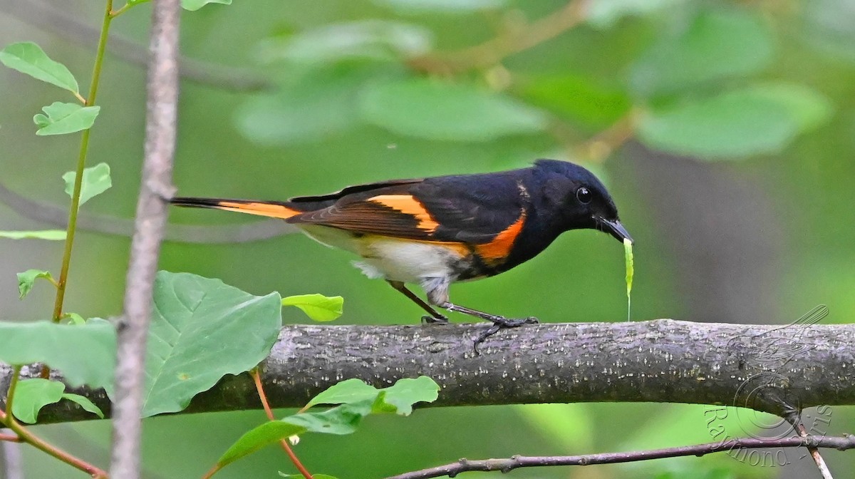 American Redstart - ML620317668