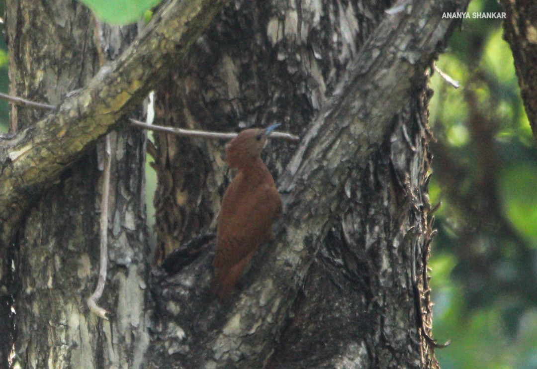 Rufous Woodpecker - ML620317671