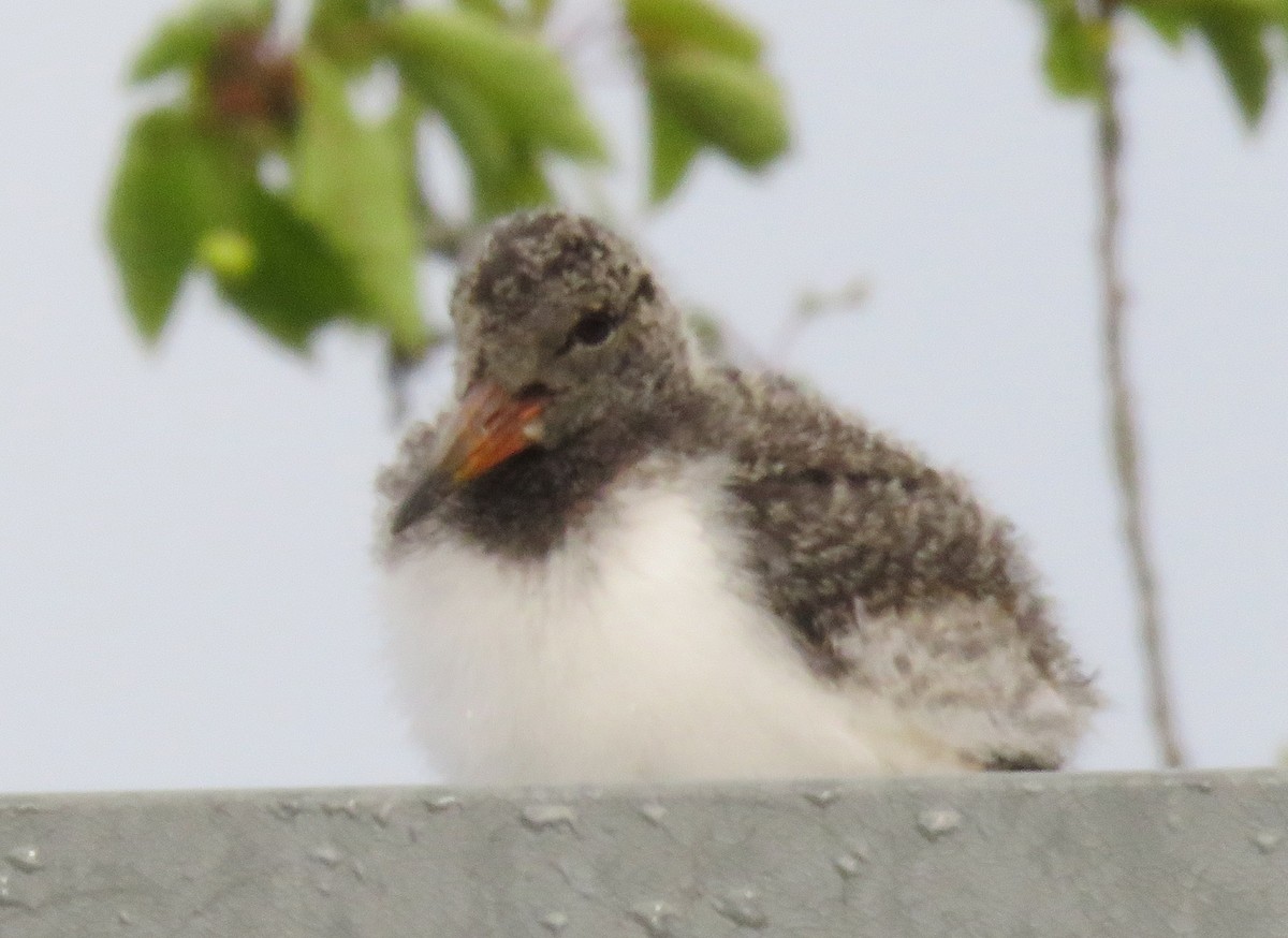 ústřičník velký (ssp. ostralegus/longipes) - ML620317676