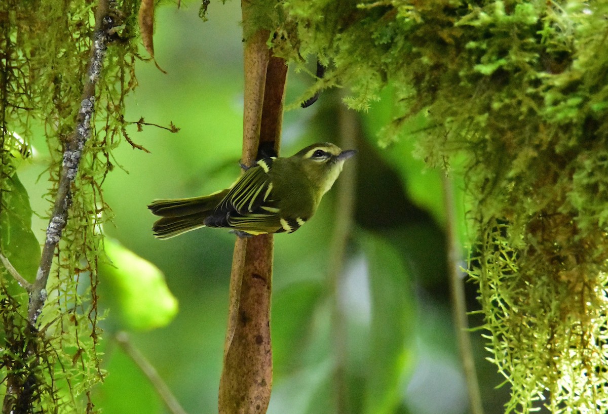 Yellow-winged Vireo - Dean Hester