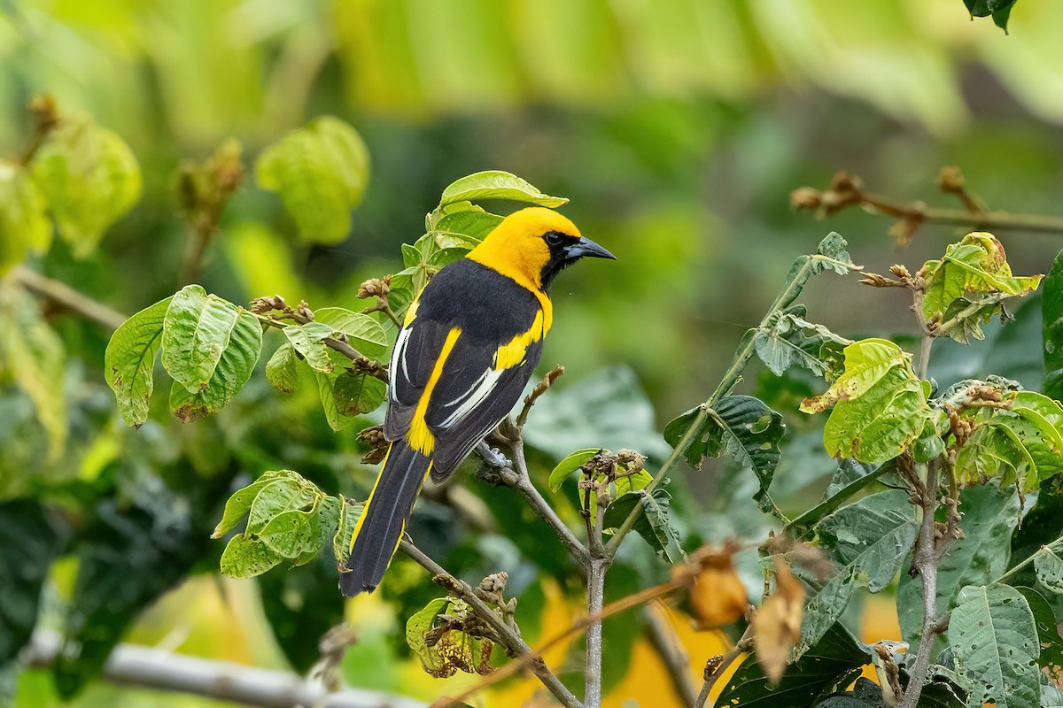 Yellow-tailed Oriole - ML620317691