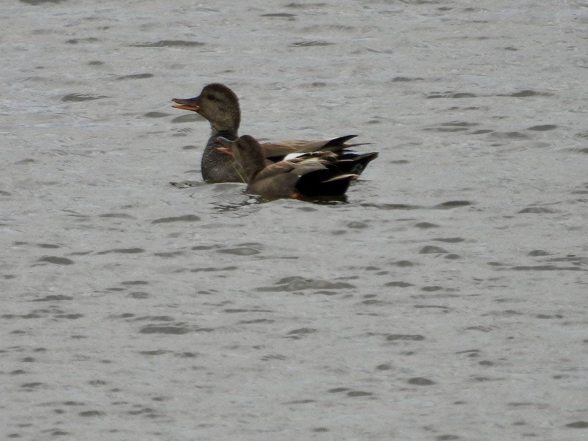 Gadwall - ML620317695