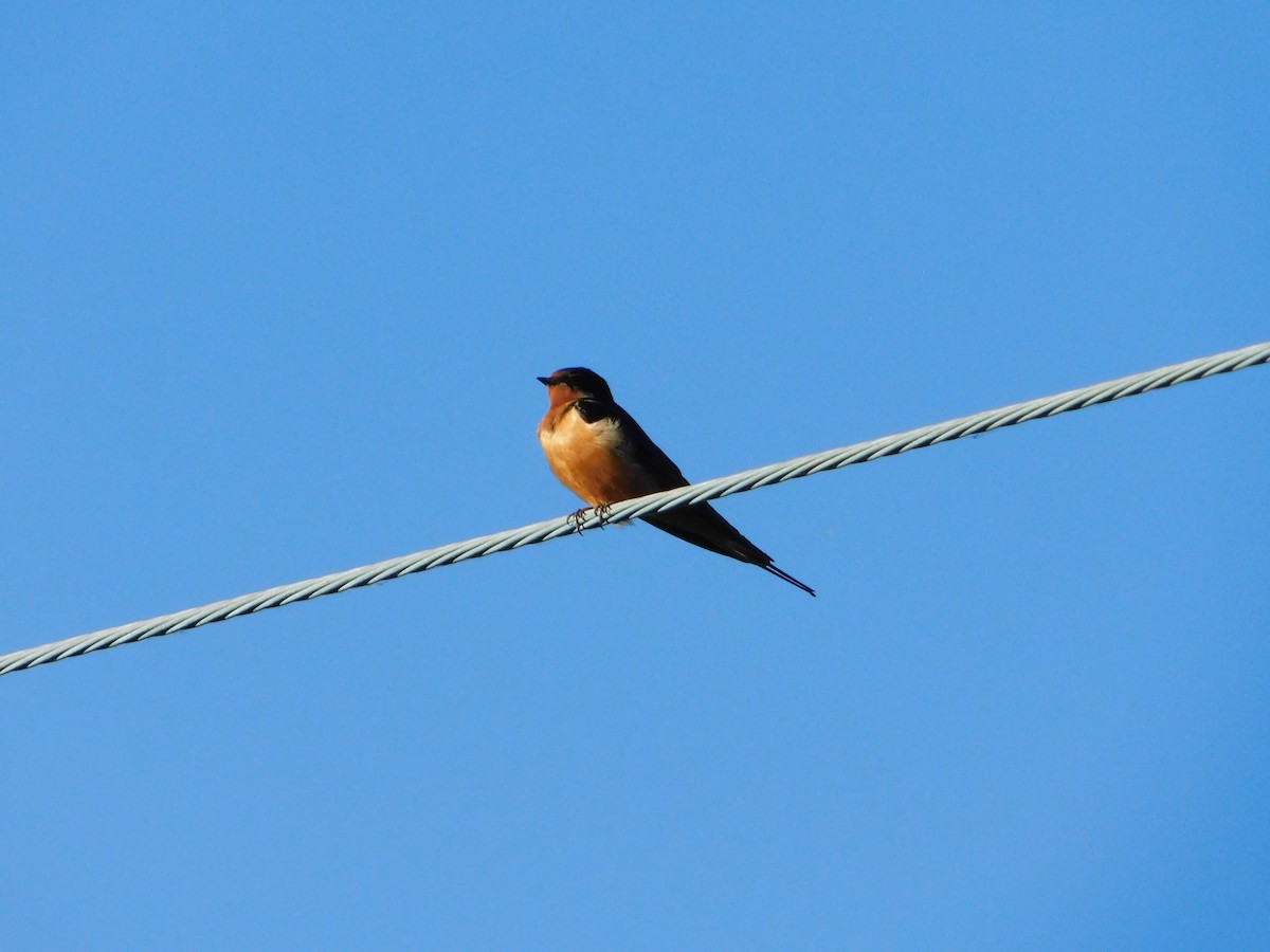 Barn Swallow (American) - ML620317700
