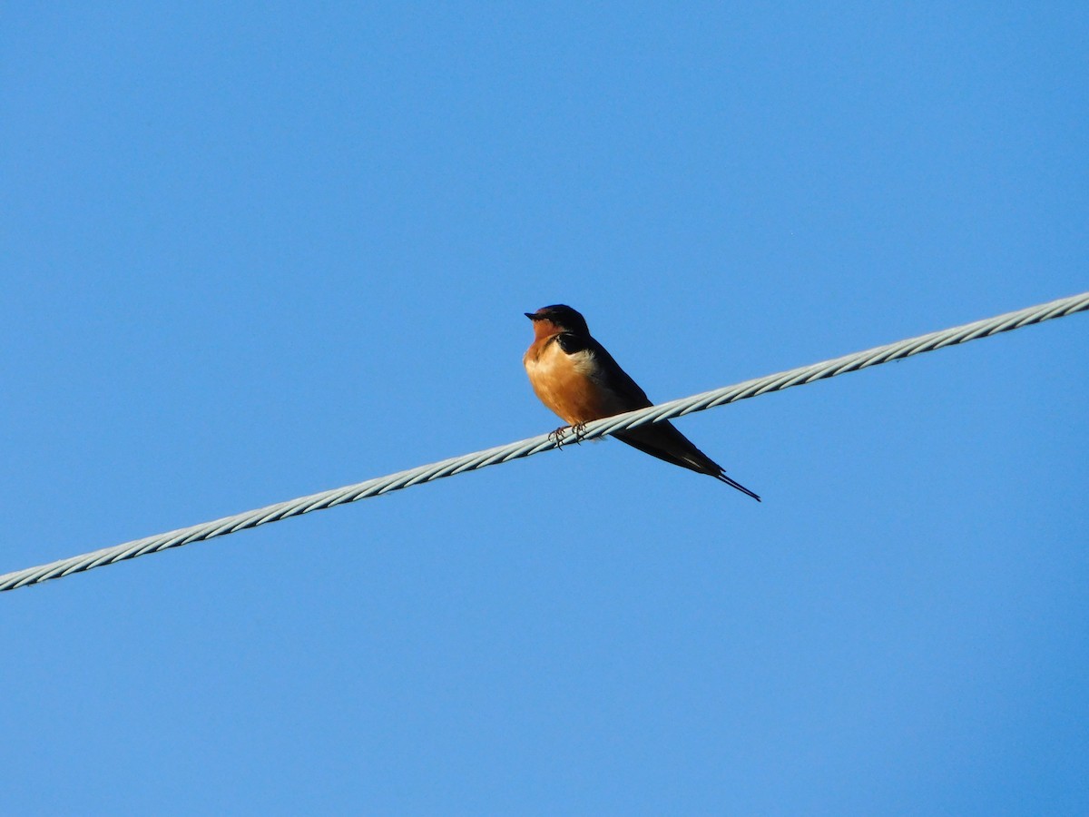 Barn Swallow (American) - ML620317701