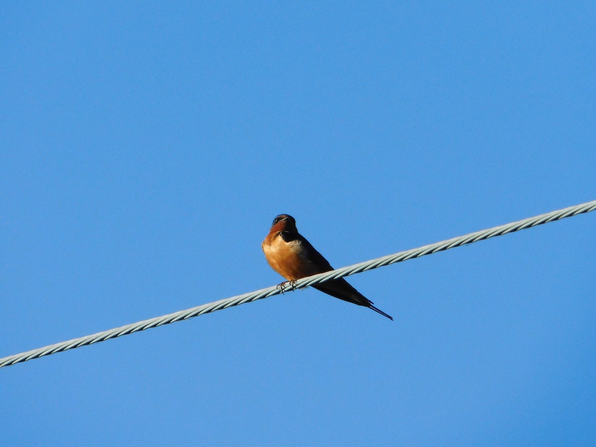 Barn Swallow (American) - ML620317702