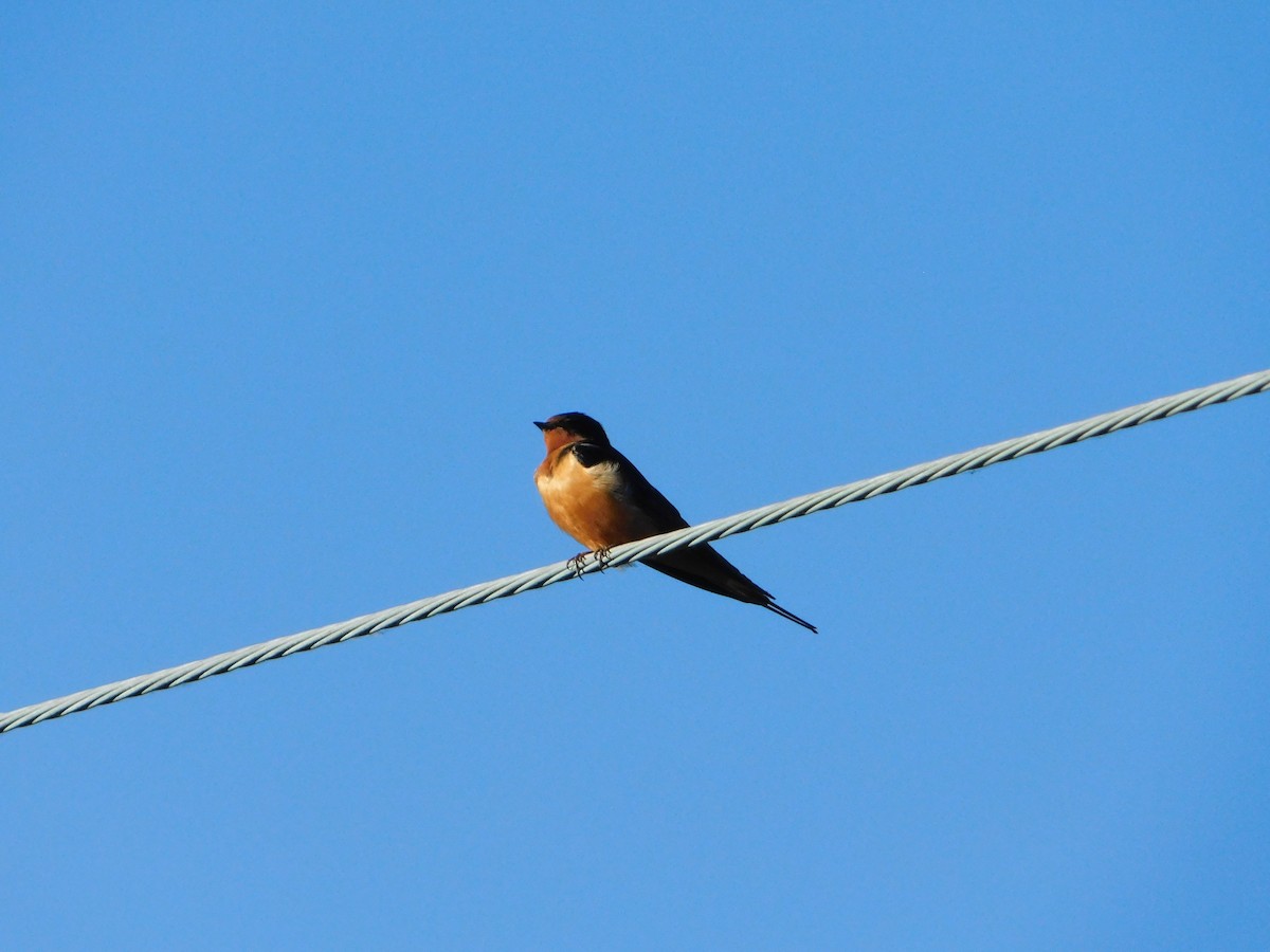 Barn Swallow (American) - ML620317703