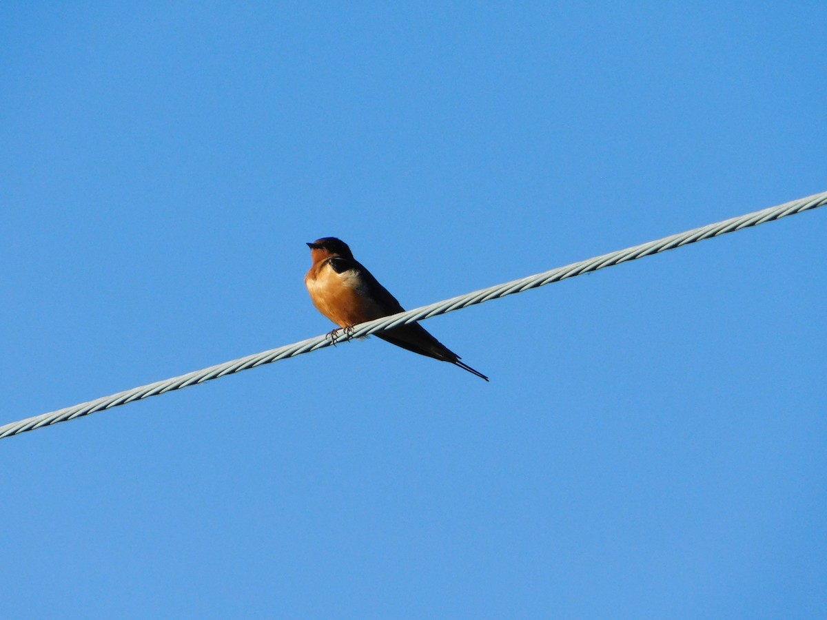 Barn Swallow (American) - ML620317704
