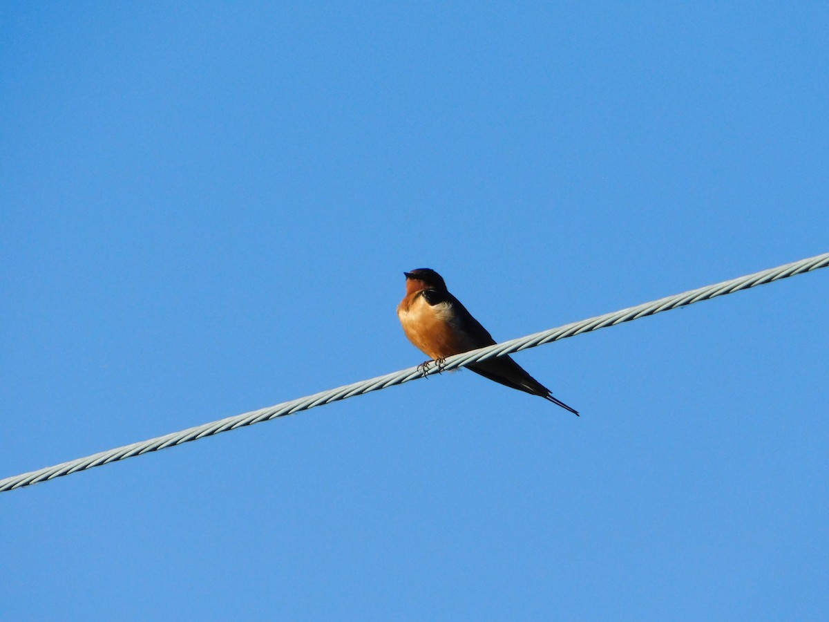 Barn Swallow (American) - ML620317705