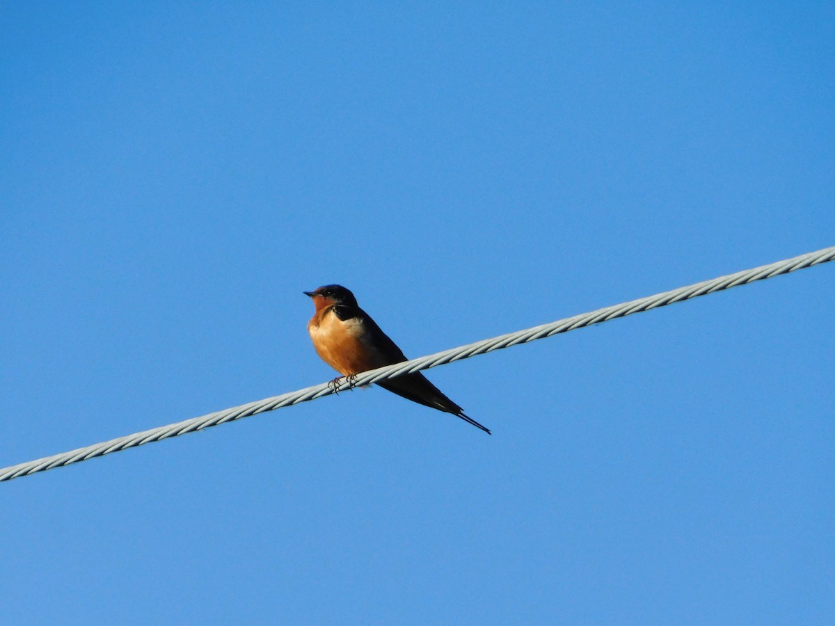 Barn Swallow (American) - ML620317706