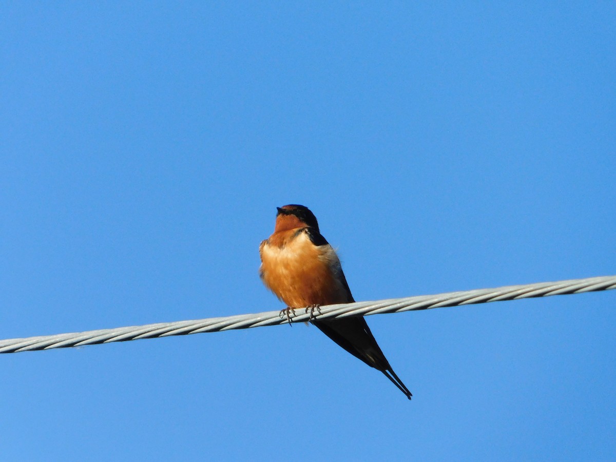 Barn Swallow (American) - ML620317708