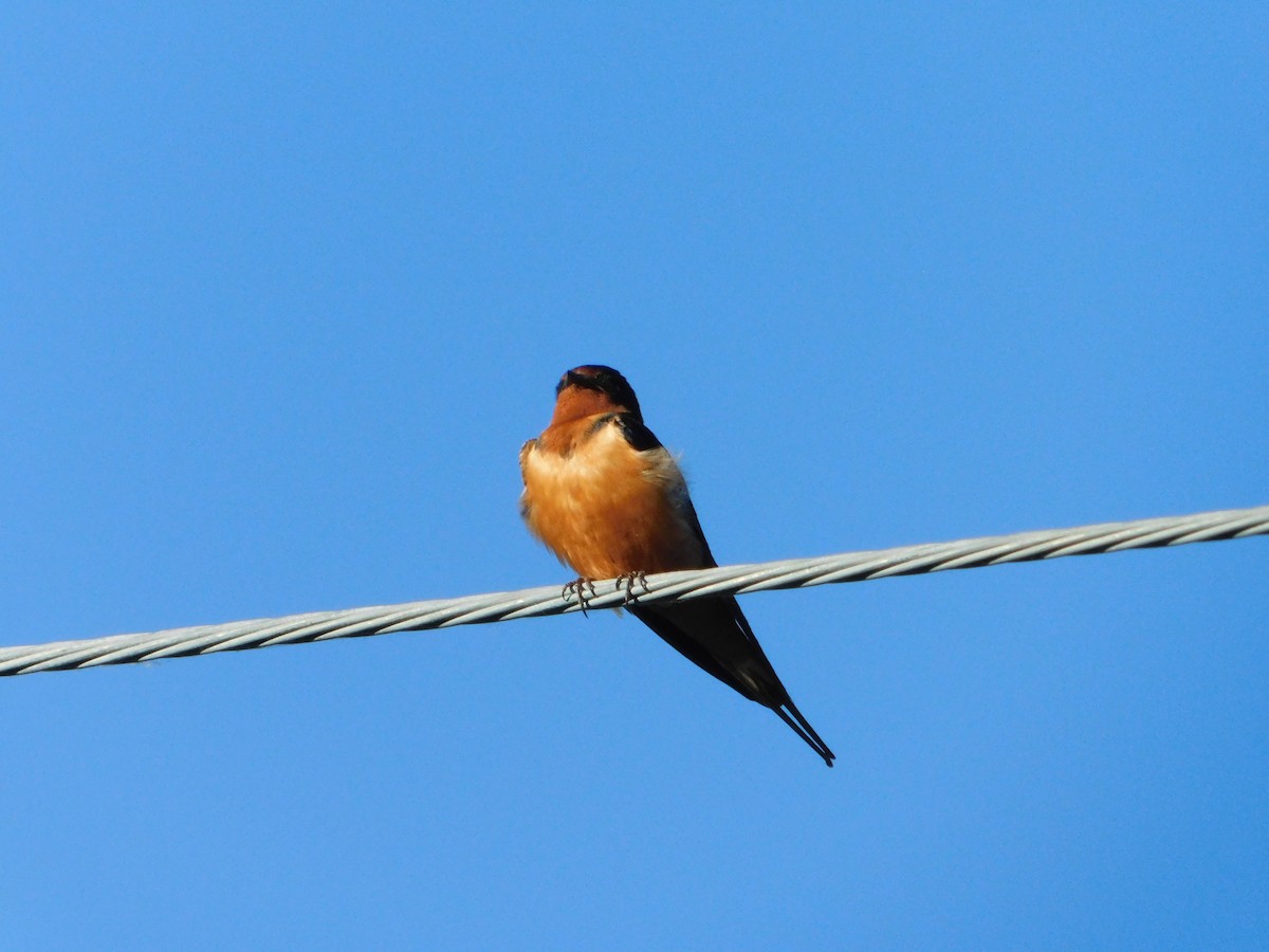 Barn Swallow (American) - ML620317709