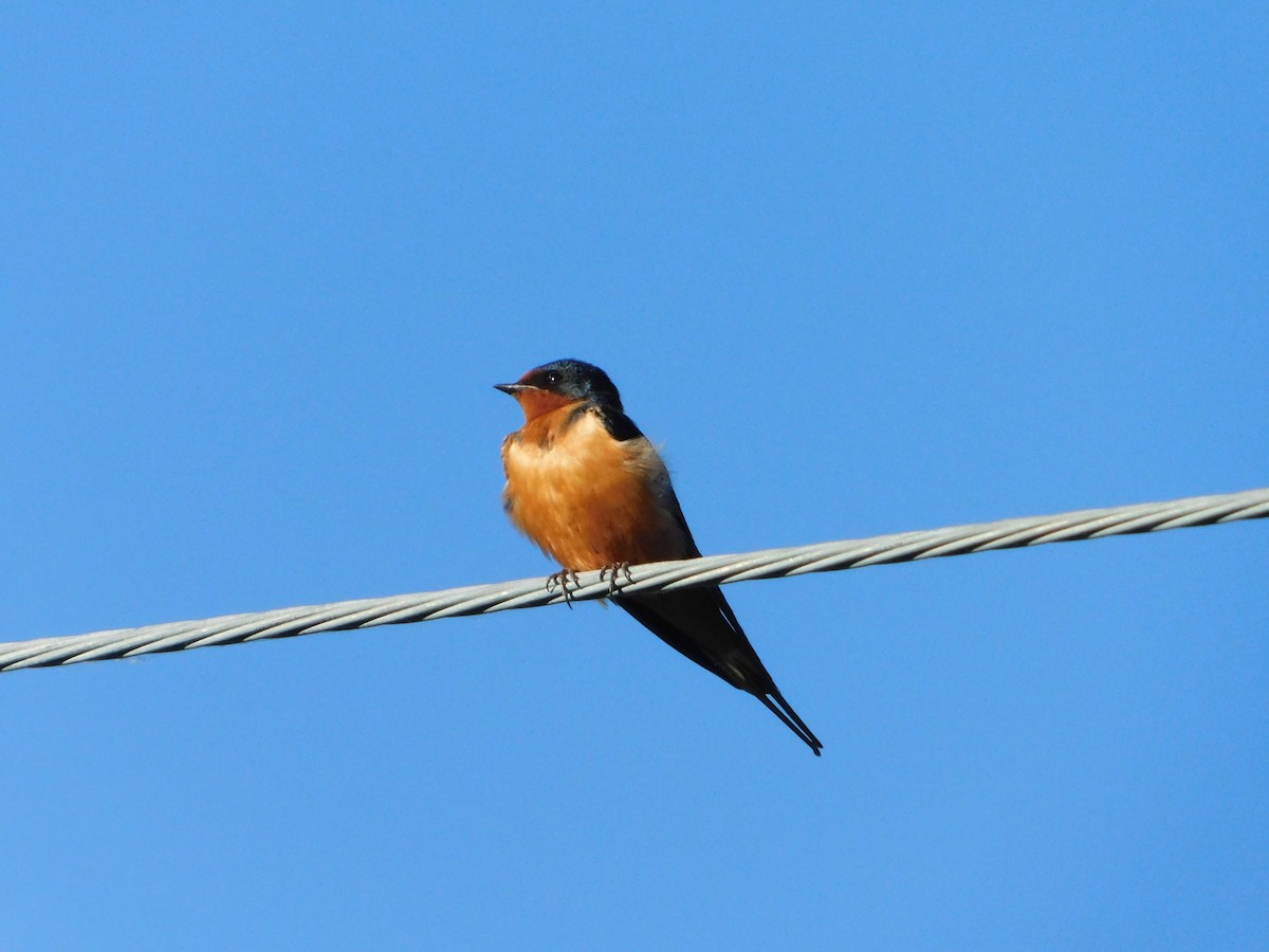 Barn Swallow (American) - ML620317710