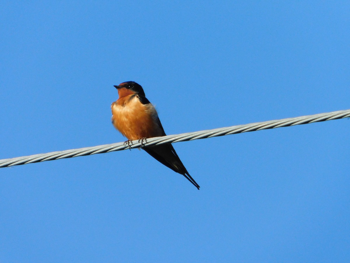 Barn Swallow (American) - ML620317711