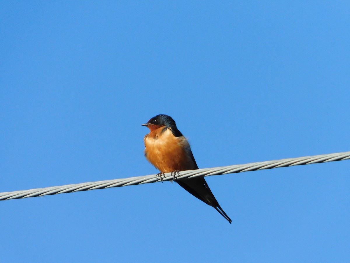 Barn Swallow (American) - ML620317712