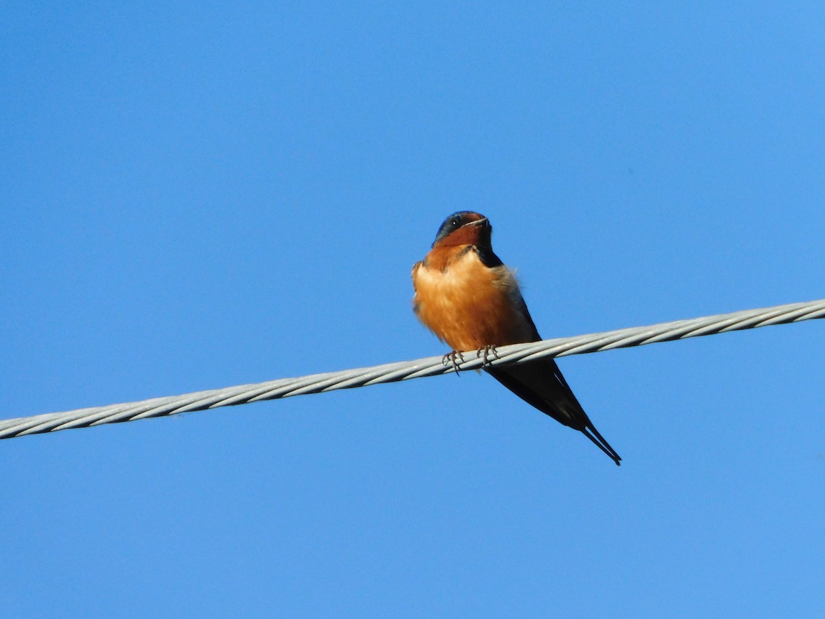 vlaštovka obecná (ssp. erythrogaster) - ML620317714