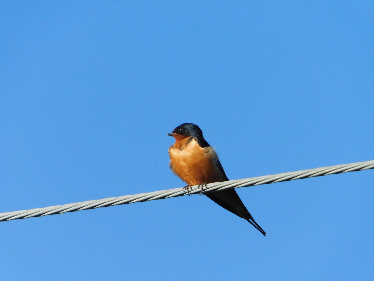 vlaštovka obecná (ssp. erythrogaster) - ML620317717