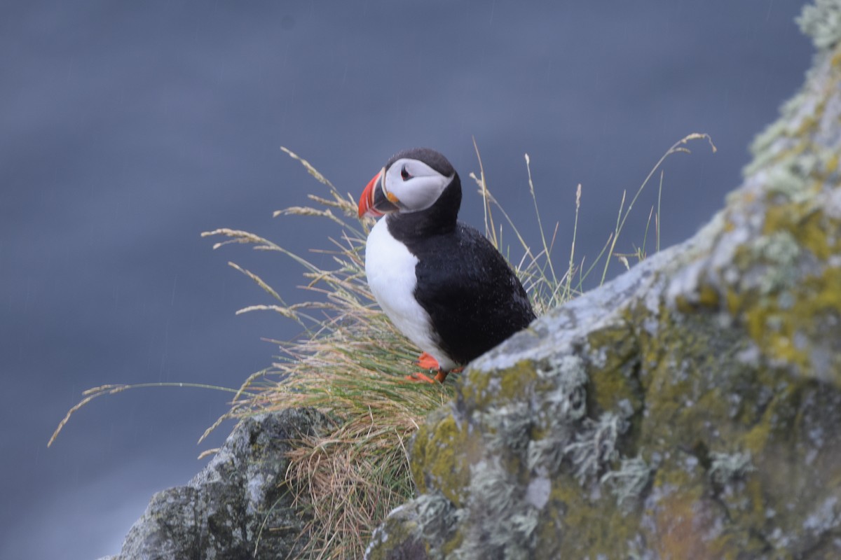 Atlantic Puffin - ML620317720