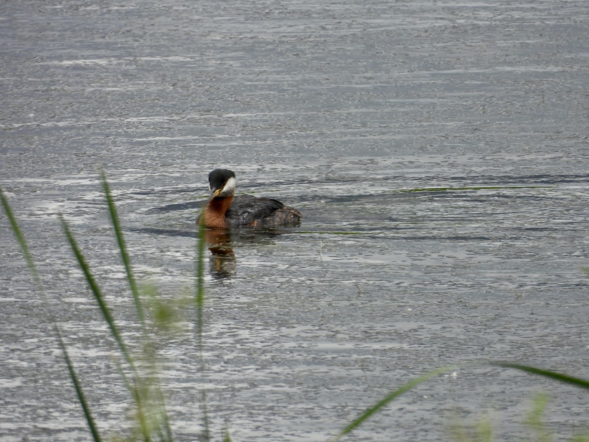 Red-necked Grebe - ML620317721