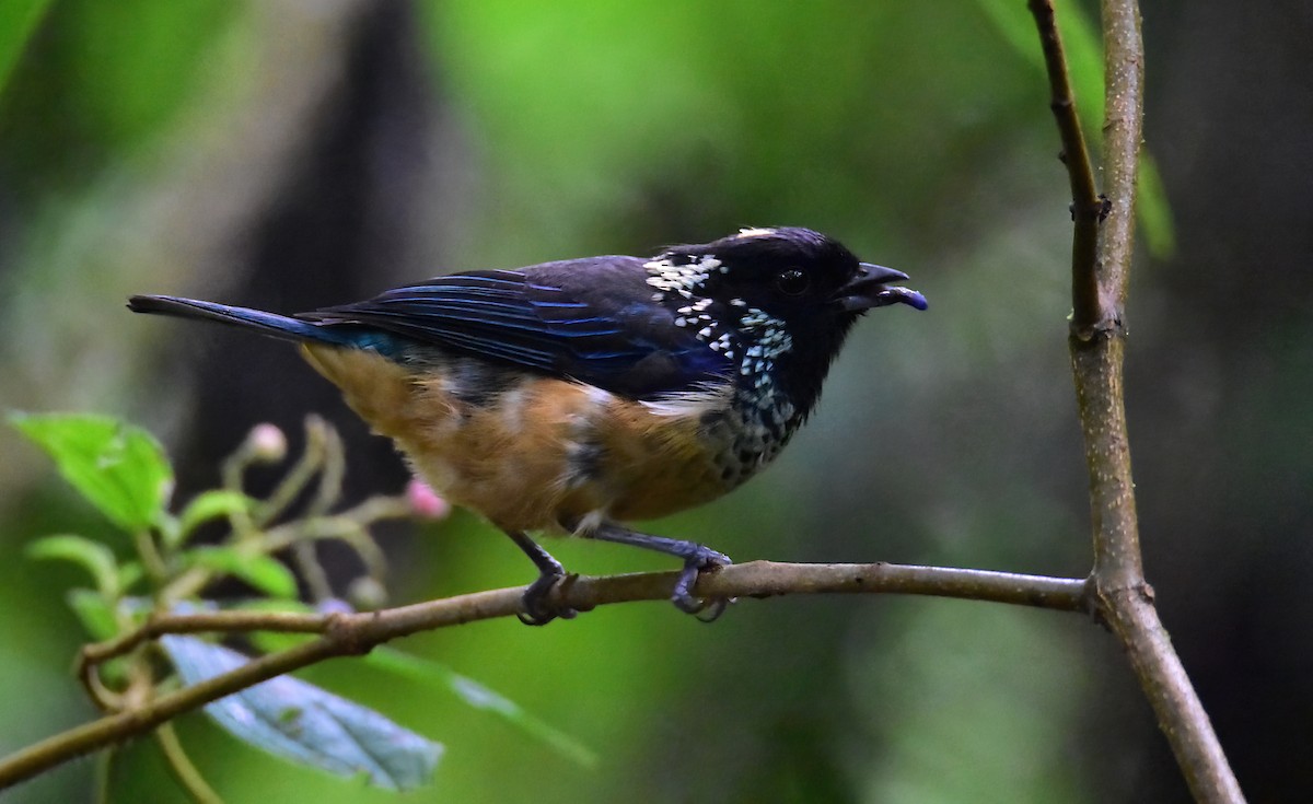 Spangle-cheeked Tanager - ML620317722