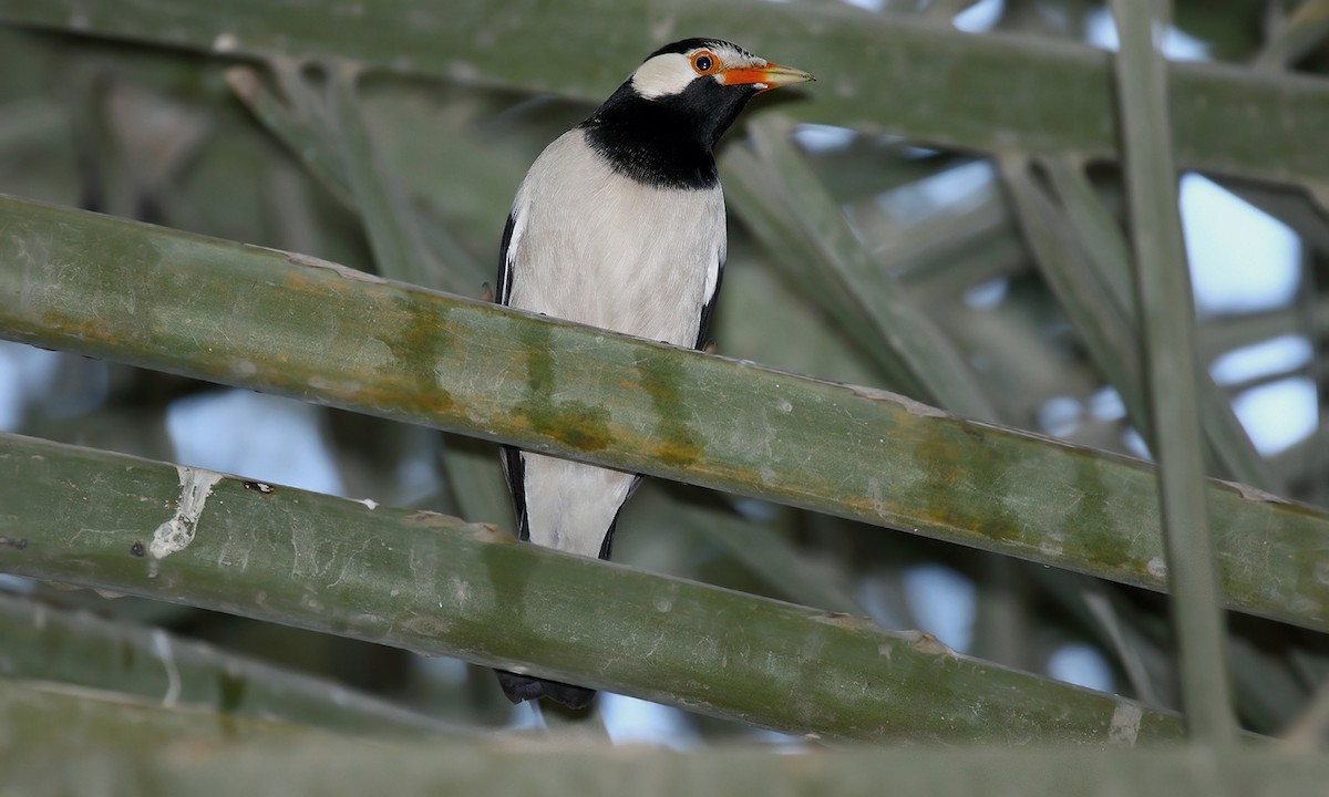 Indian Pied Starling - ML620317732