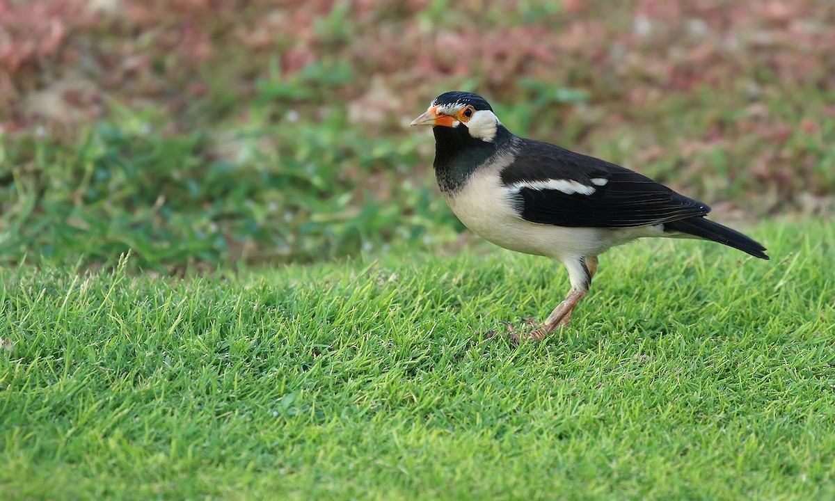 Indian Pied Starling - ML620317733