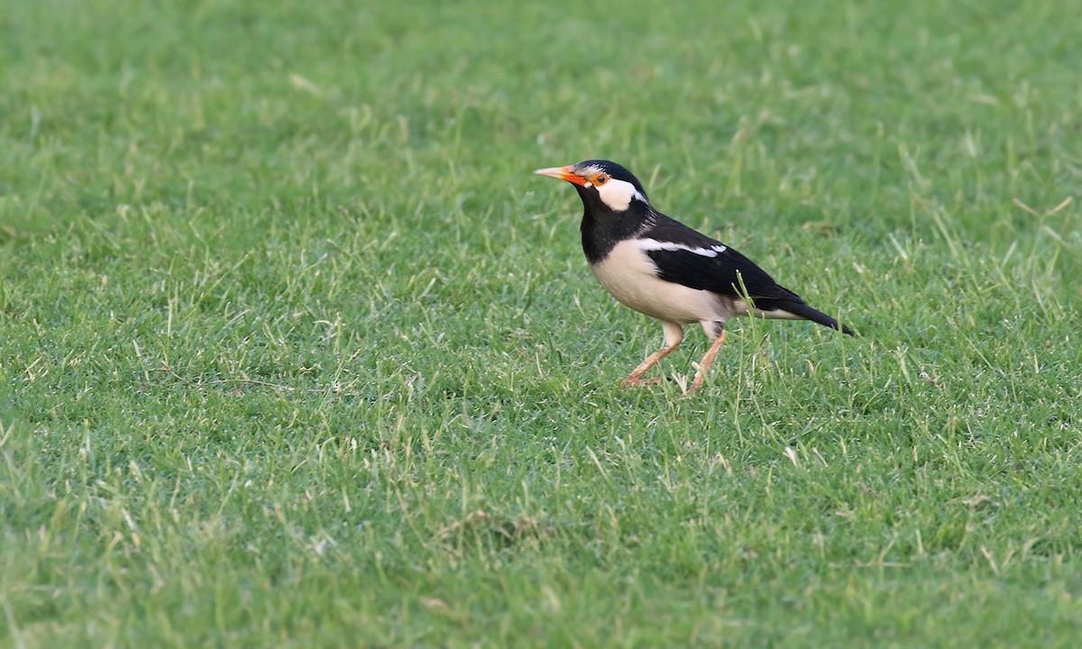 Indian Pied Starling - ML620317734