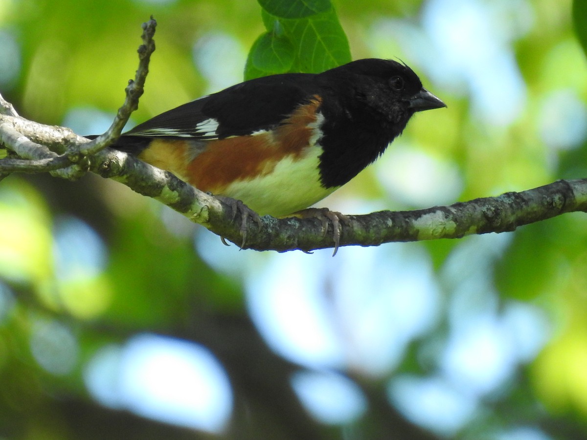 Eastern Towhee - ML620317737