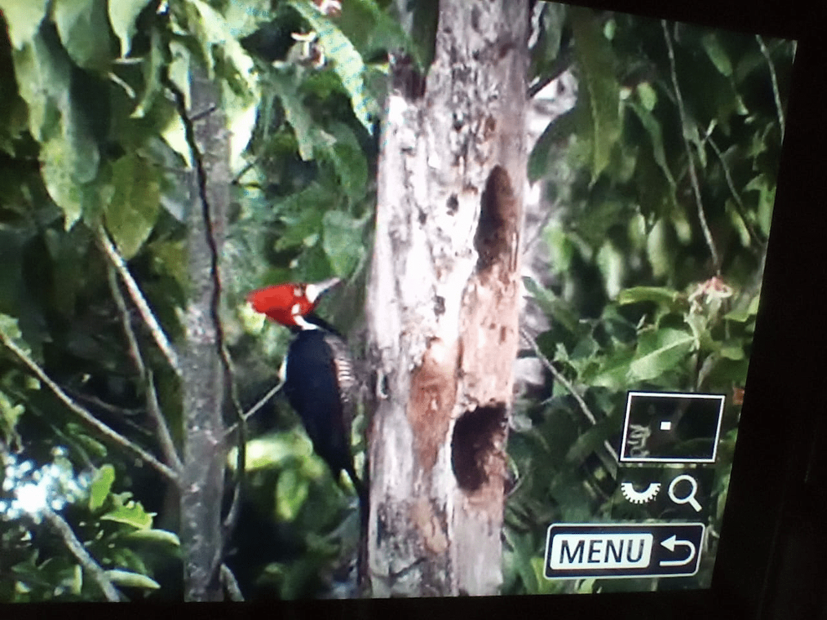 Crimson-crested Woodpecker - ML620317741