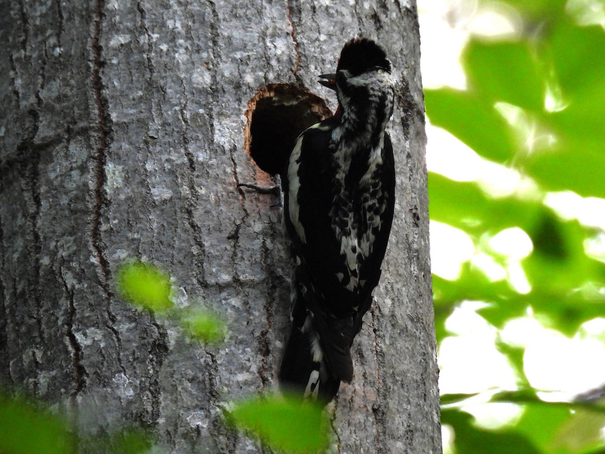 Yellow-bellied Sapsucker - ML620317751