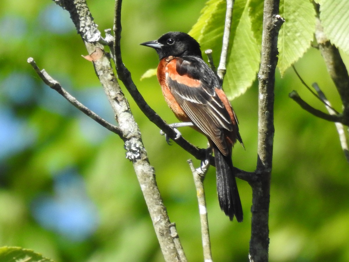 Orchard Oriole - ML620317754