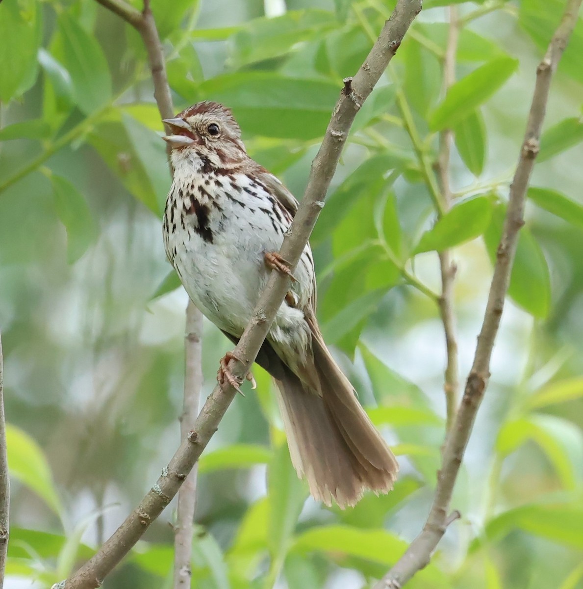 Song Sparrow - ML620317758