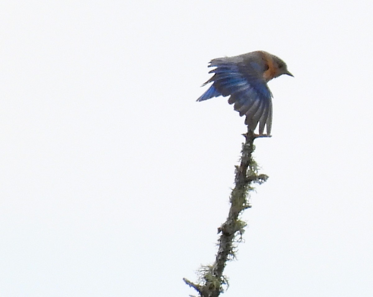 Eastern Bluebird - ML620317765