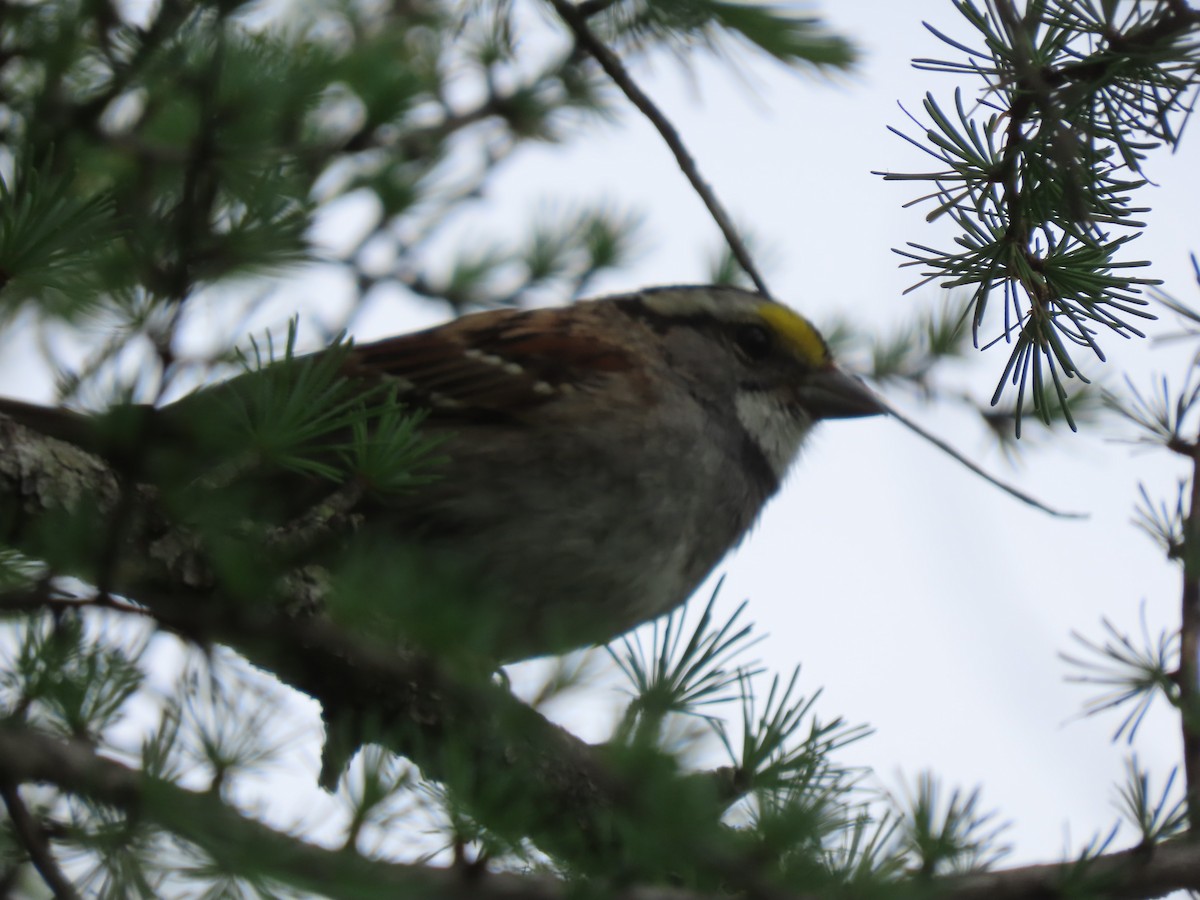 White-throated Sparrow - ML620317772
