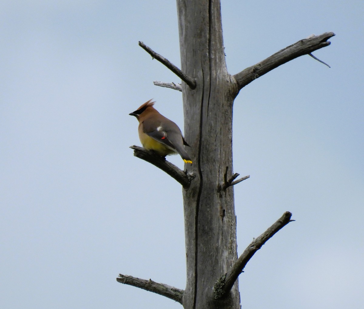 Cedar Waxwing - ML620317774