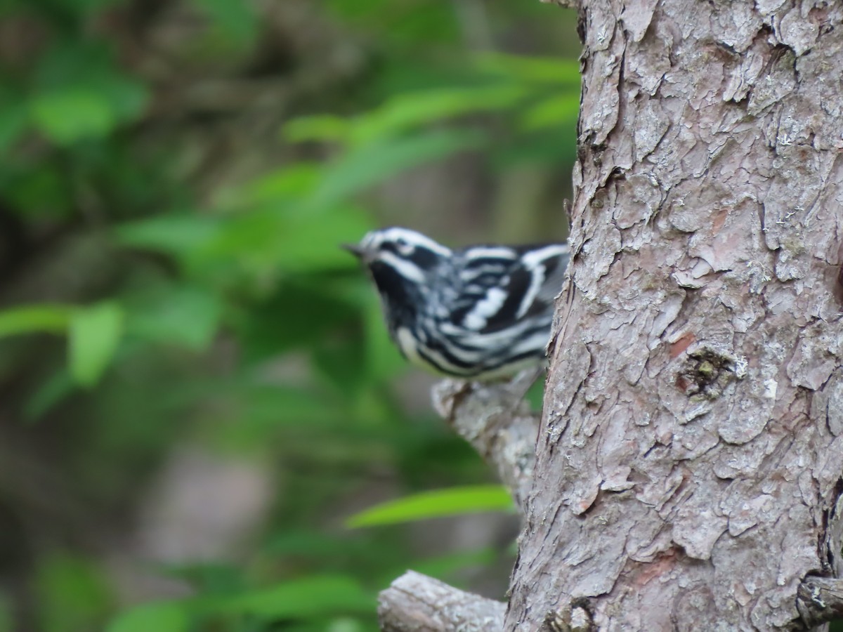 Black-and-white Warbler - ML620317776