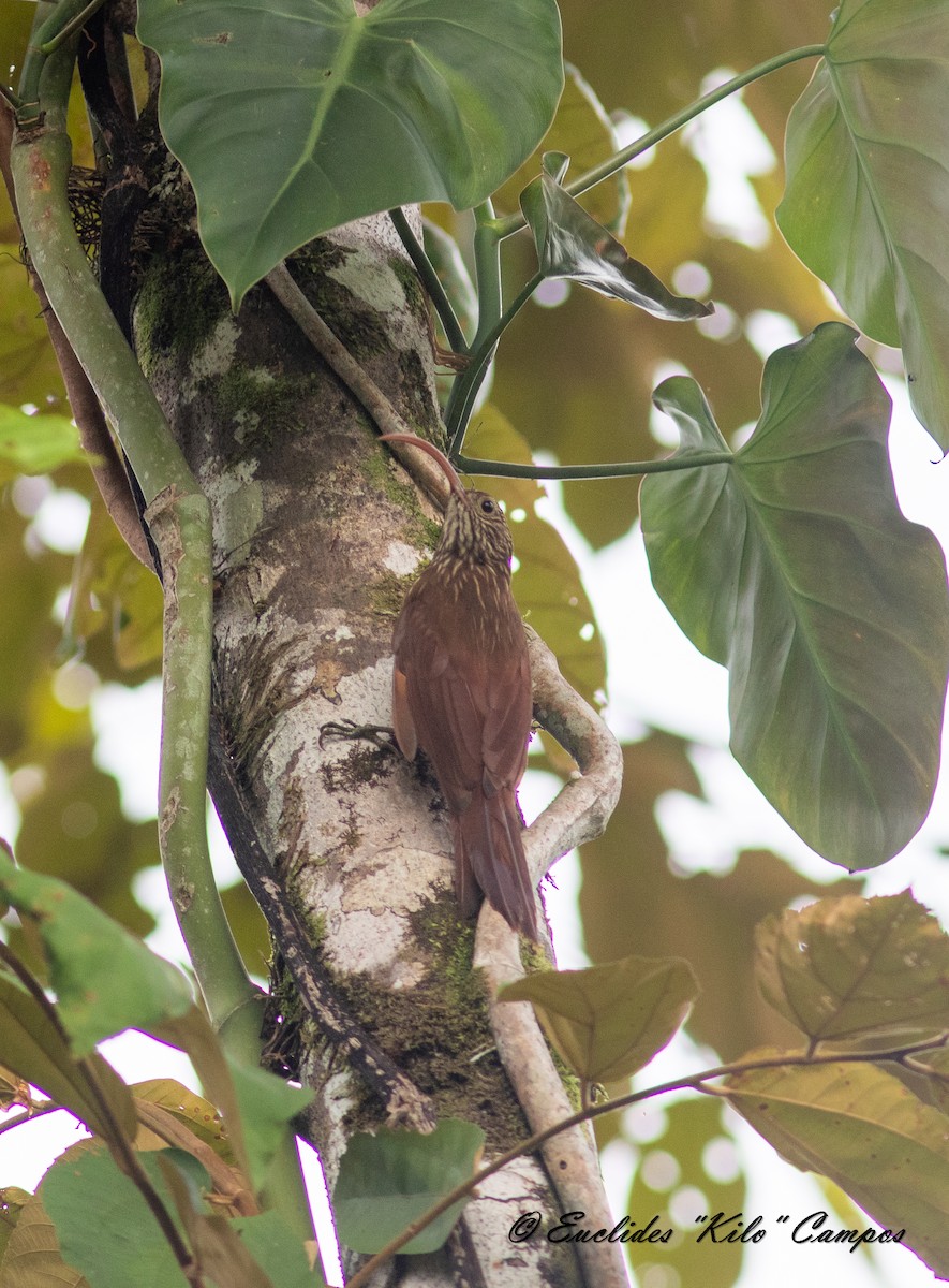 Red-billed Scythebill - ML620317779