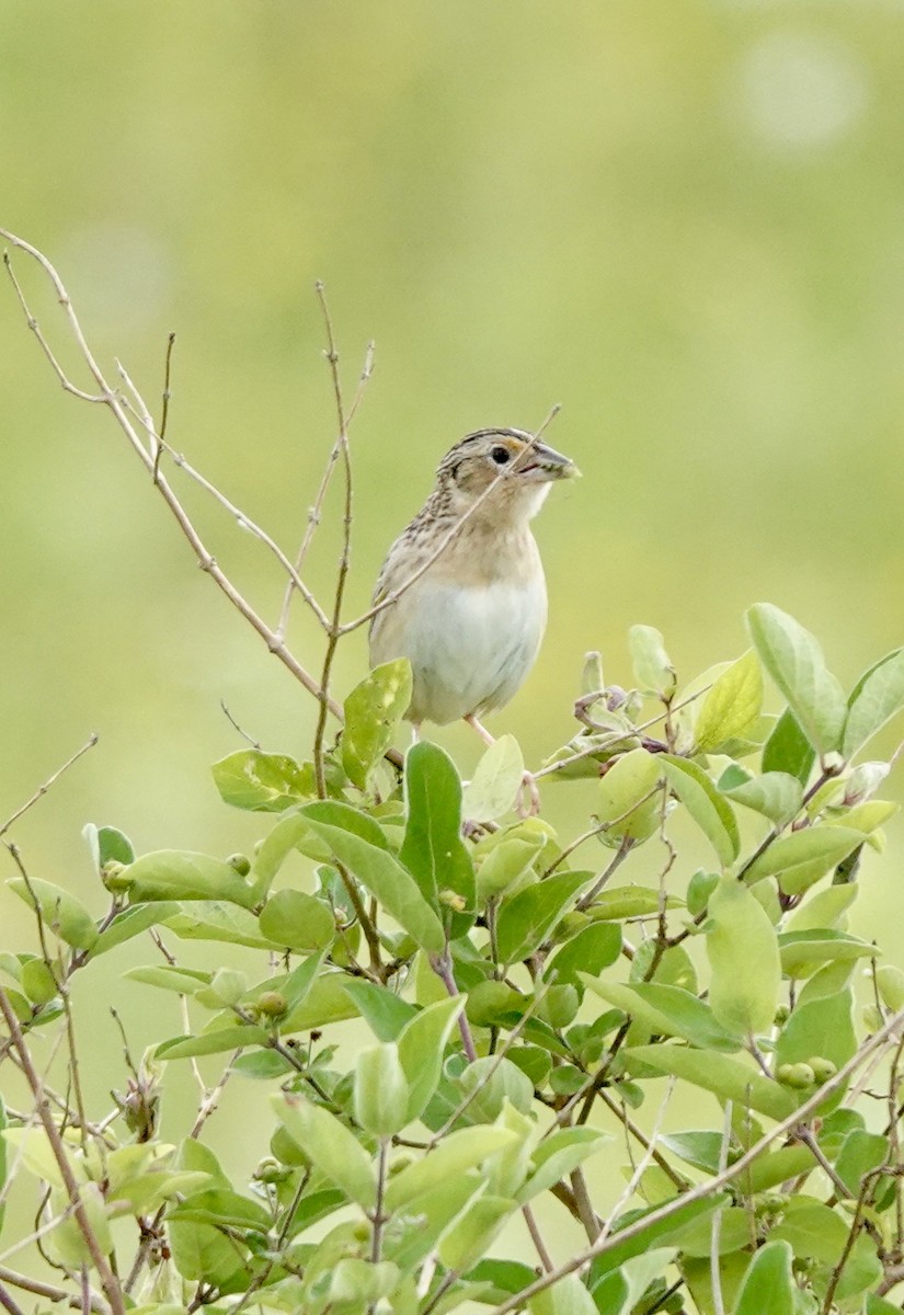 Grasshopper Sparrow - ML620317799