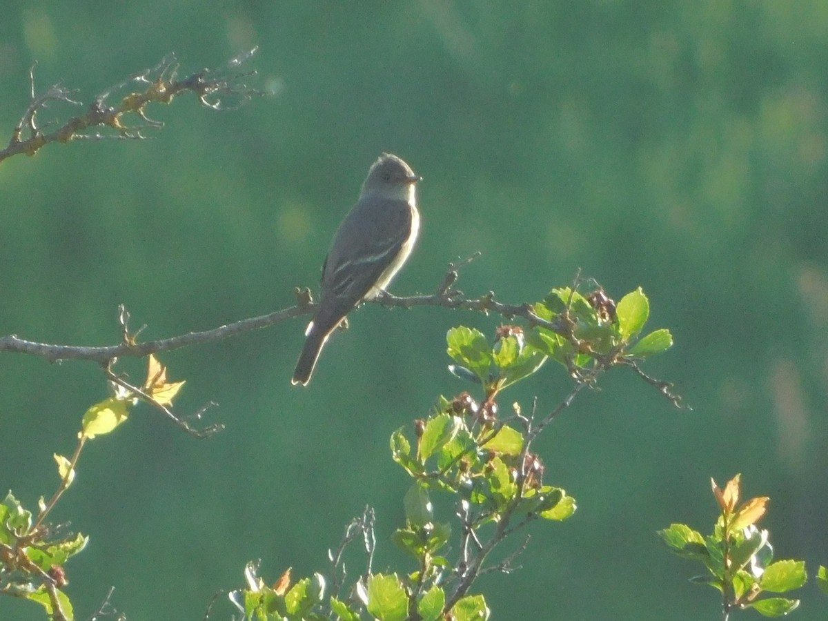 Western Wood-Pewee - ML620317806