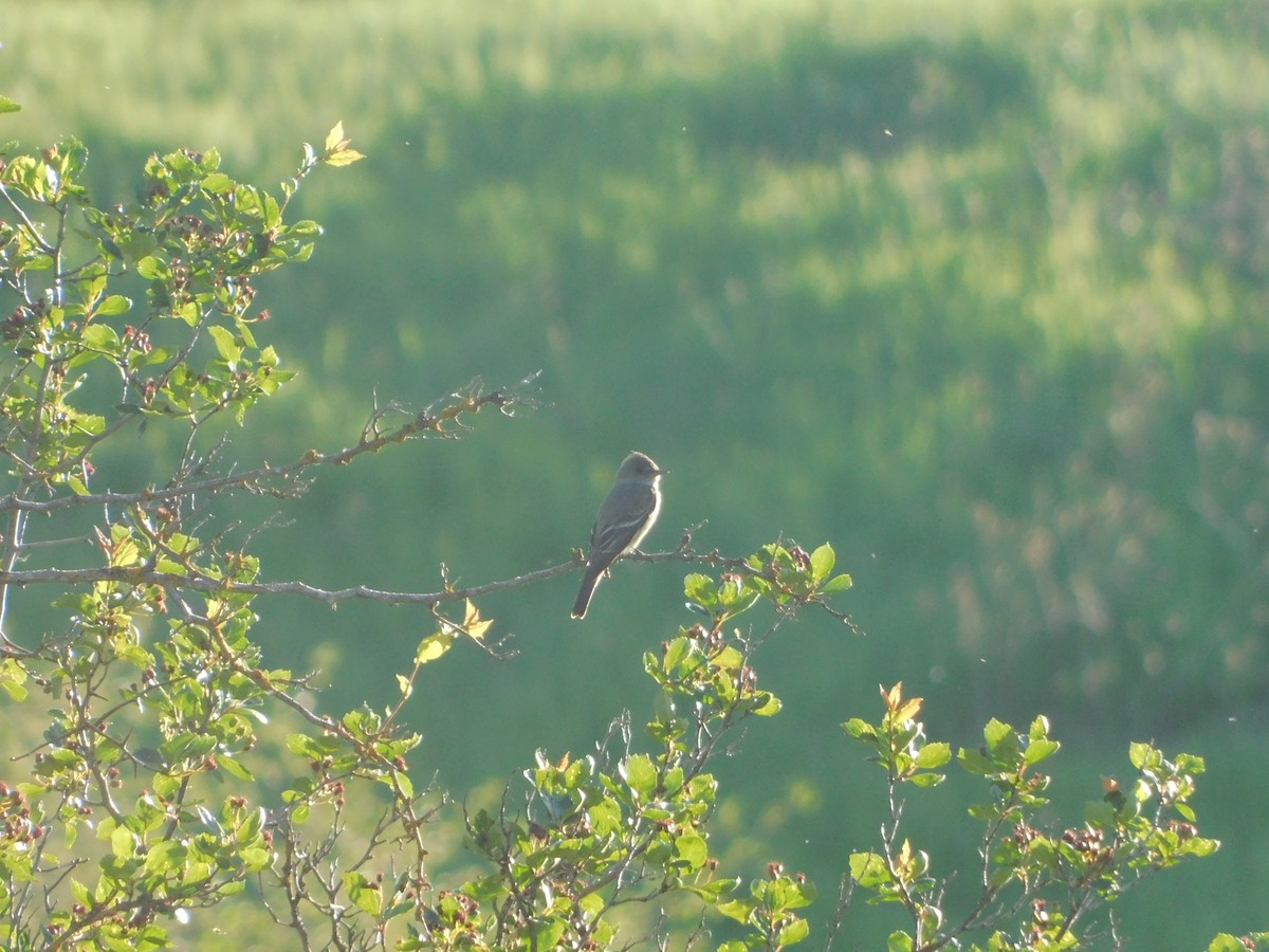 Western Wood-Pewee - ML620317810