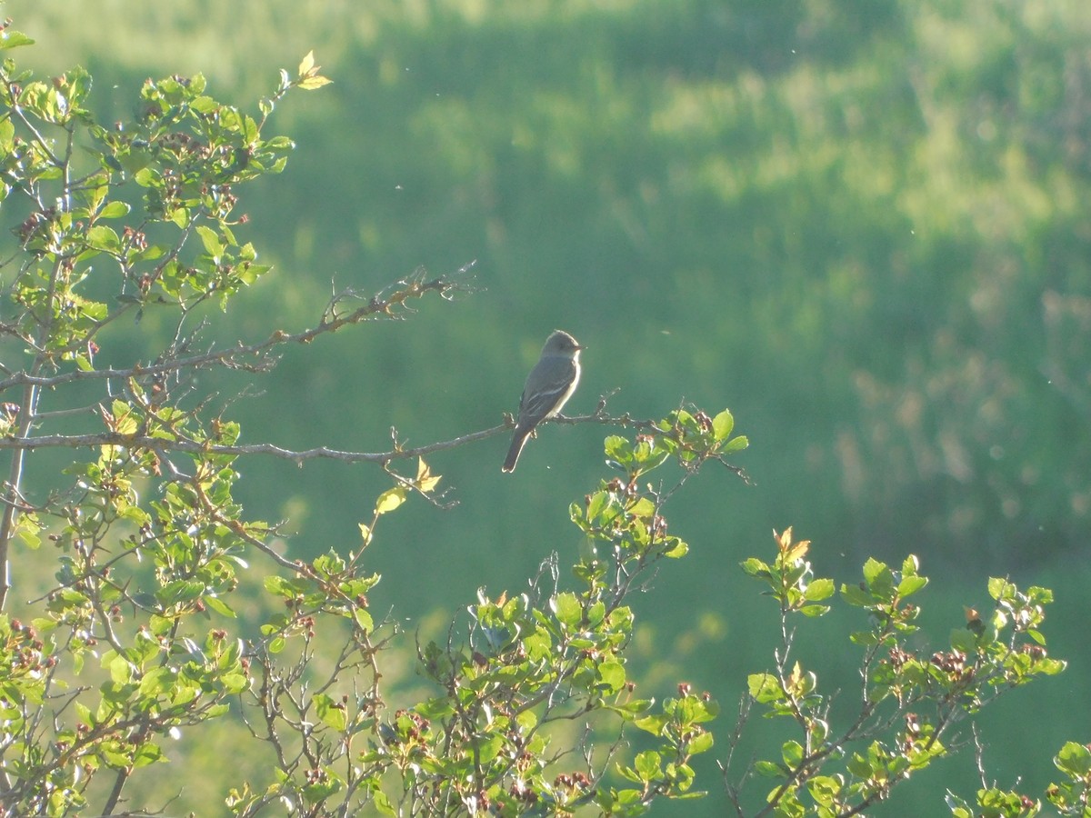 Western Wood-Pewee - ML620317811