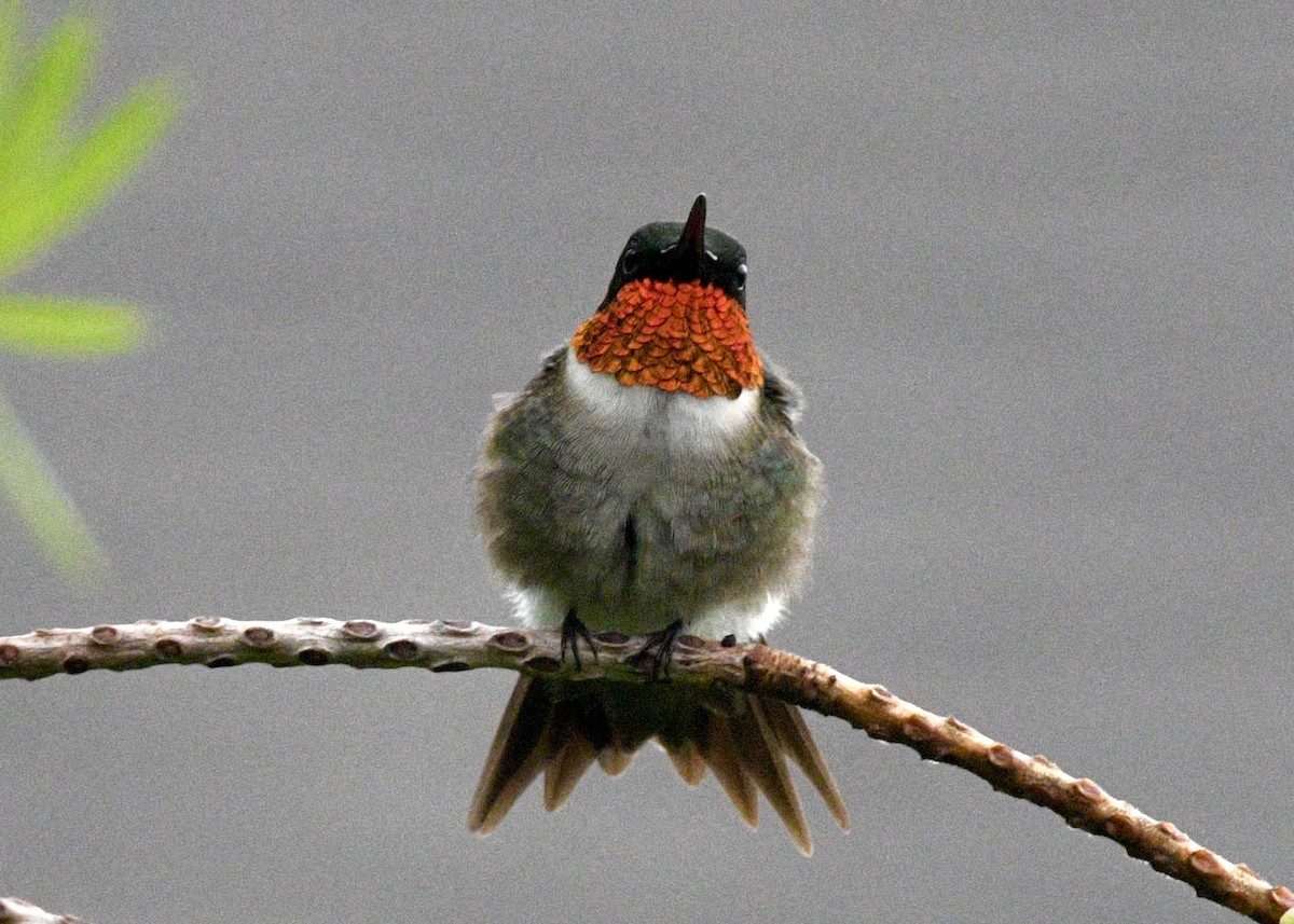 Ruby-throated Hummingbird - ML620317815
