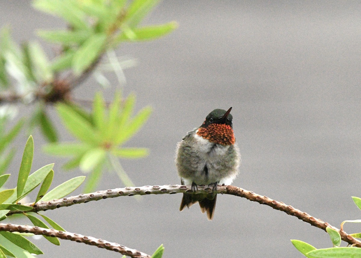 Ruby-throated Hummingbird - ML620317816