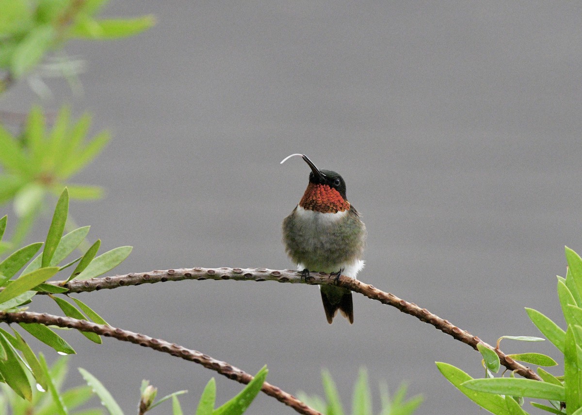 Ruby-throated Hummingbird - ML620317817